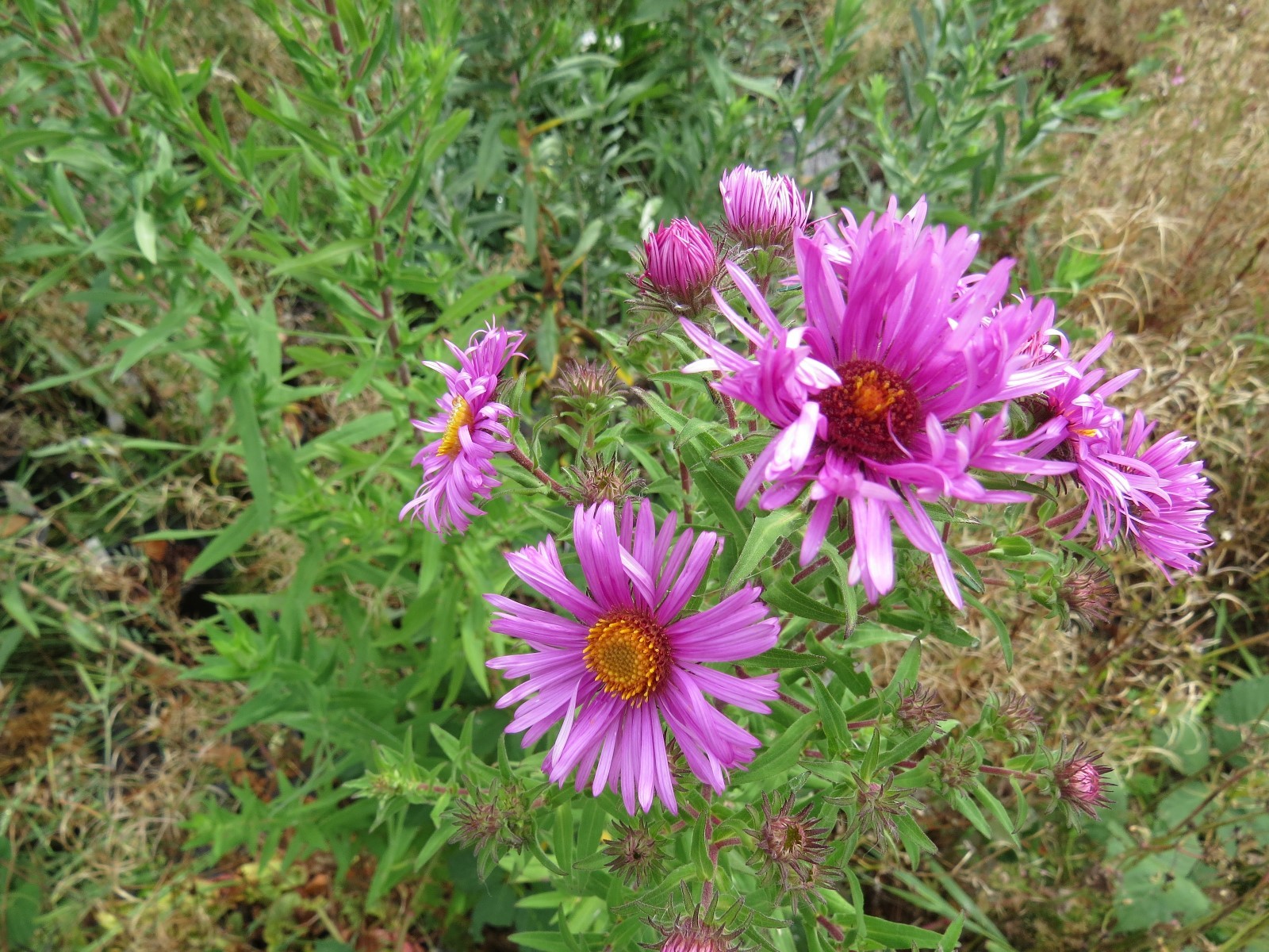 250 New England Aster Seeds Hardy Perennial