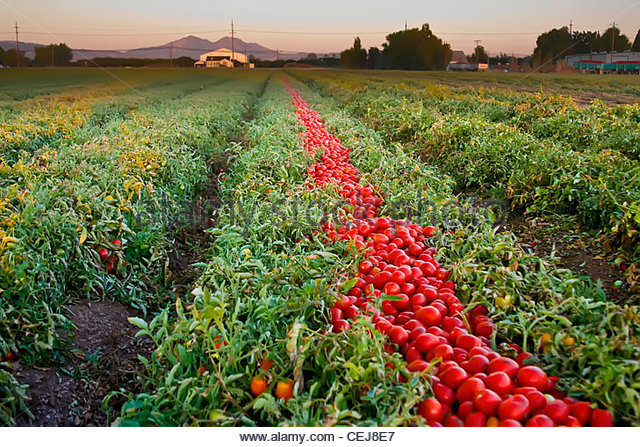 DELICIOUS RED Floradade tomato seeds non-gmo heirloom open pollinated EZ GRO!