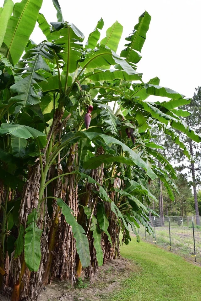 ICE CREAM (BLUE JAVA)Live Musa Banana Tree-WELL ROOTED STARTER PLANT