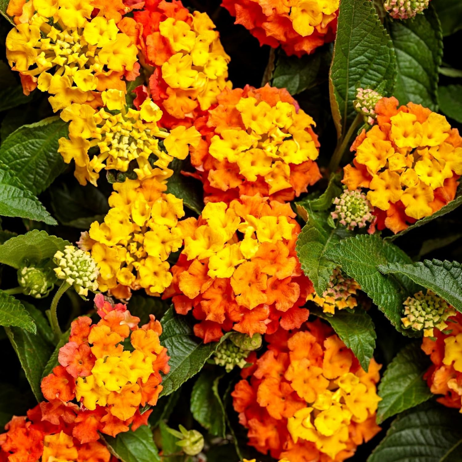 Lantana Flower Seeds for Planting – 300+ Mixed Color Flower Seeds to Plant Great
