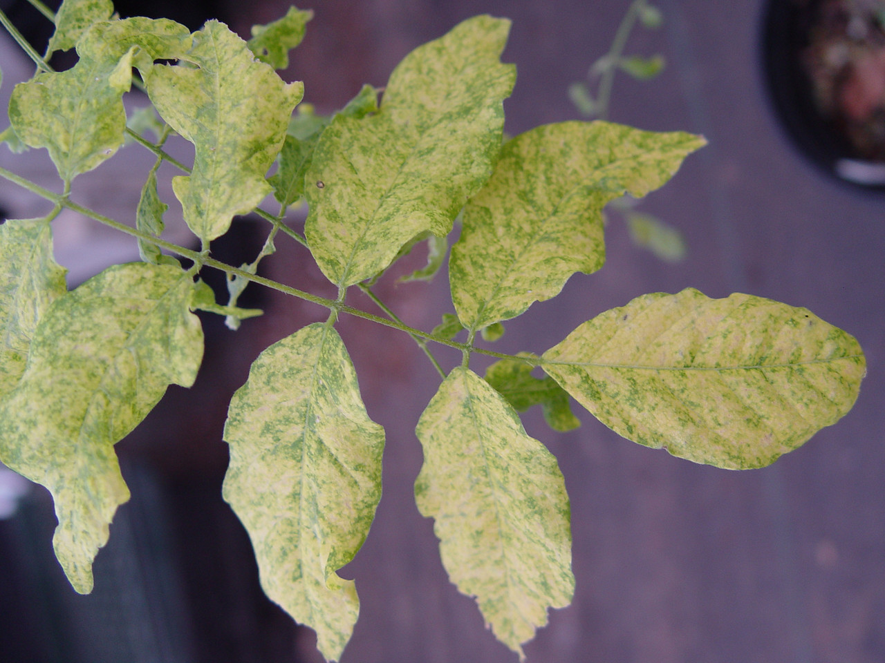 2 year old Wisteria sinensis Variegata 12-18 inches tall, grafted plant