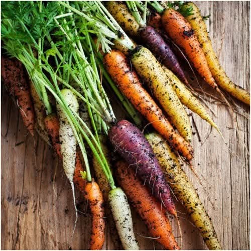 Rainbow Carrot Seeds For Planting (Daucus carota)