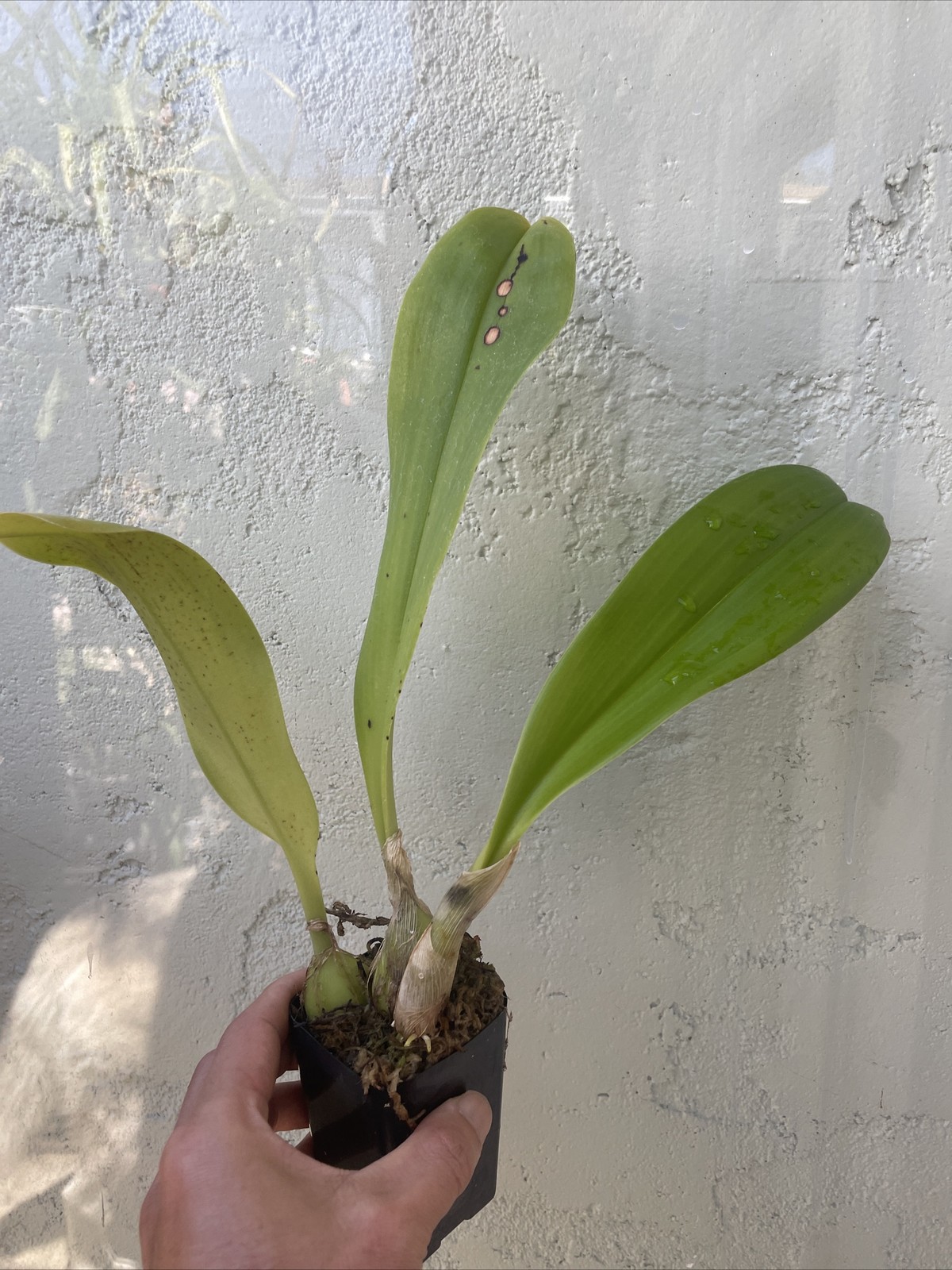 Bulbophyllum Jersey (dark red)