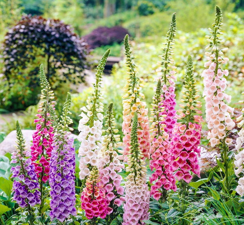 FOXGLOVE Flower Seeds, Lady’s Glove, Mixed Colors, FREE SHIPPING