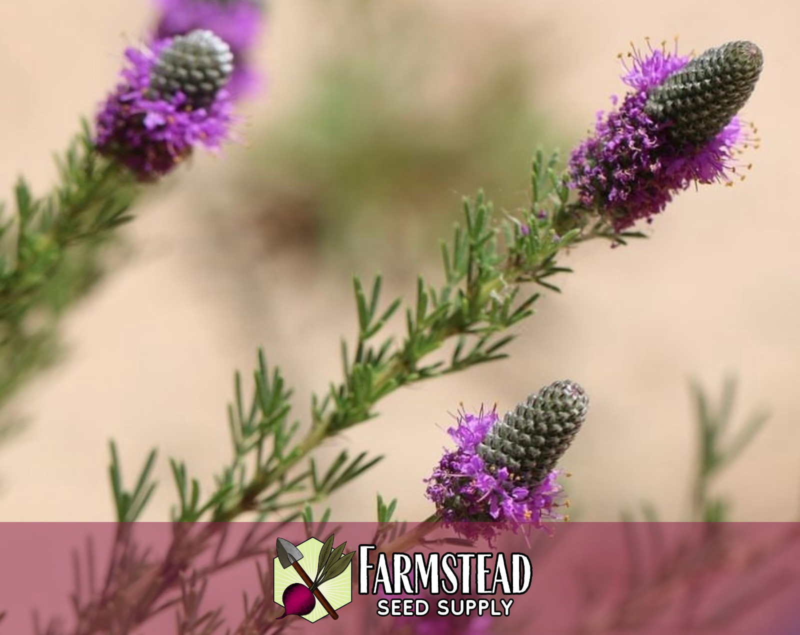 2,750+ Purple Prairie Clover Seeds | Native Wildflower Gardening, Dalea purpurea