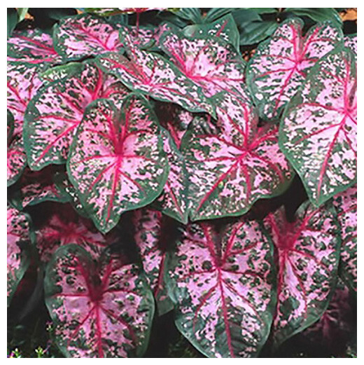 Carolyn Whorten Caladium – One Top Size Bulb – Zones 9-11