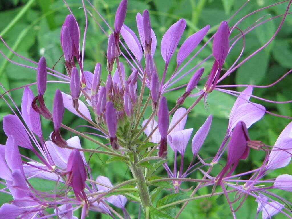 Cleome Purple Spider Plant Seeds Pollinators USA Non-GMO Size:20-100