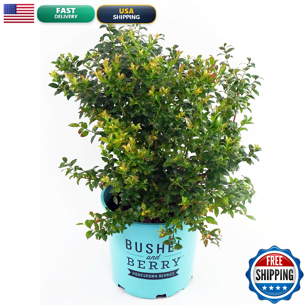 Green Promise Farms Bushel And Berry – Vaccinium Cor. Blueberry Glaze Blueberry