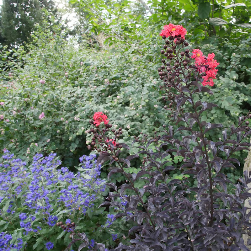 beyond Midnight Bluebeard (Caryopteris) Flowering Shrub in 1 -Gallon Pot 1.0 -Pa