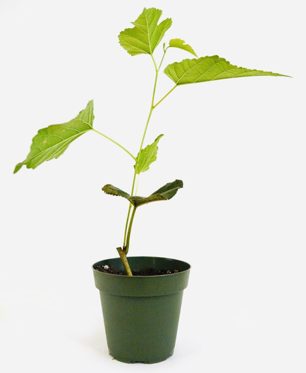 1 PACK 4” POT DWARF MULBERRY TREE GREENHOUSE BEST GIFT LIVE PLANT GUARANTEED