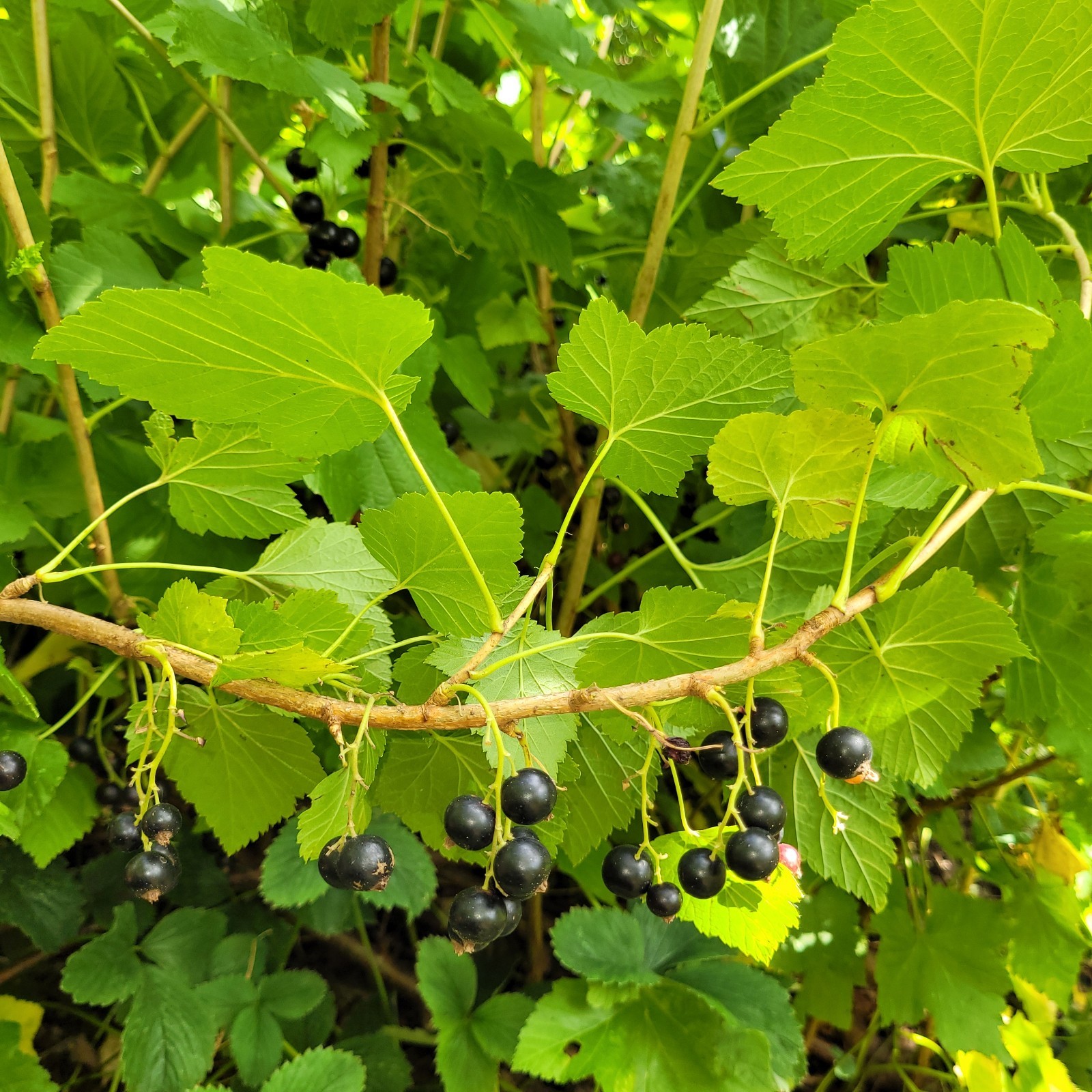 6 Black Currant Ribes Nigrum Fresh Helathy Cuttings Unrooted Zones 3-8 Hardy