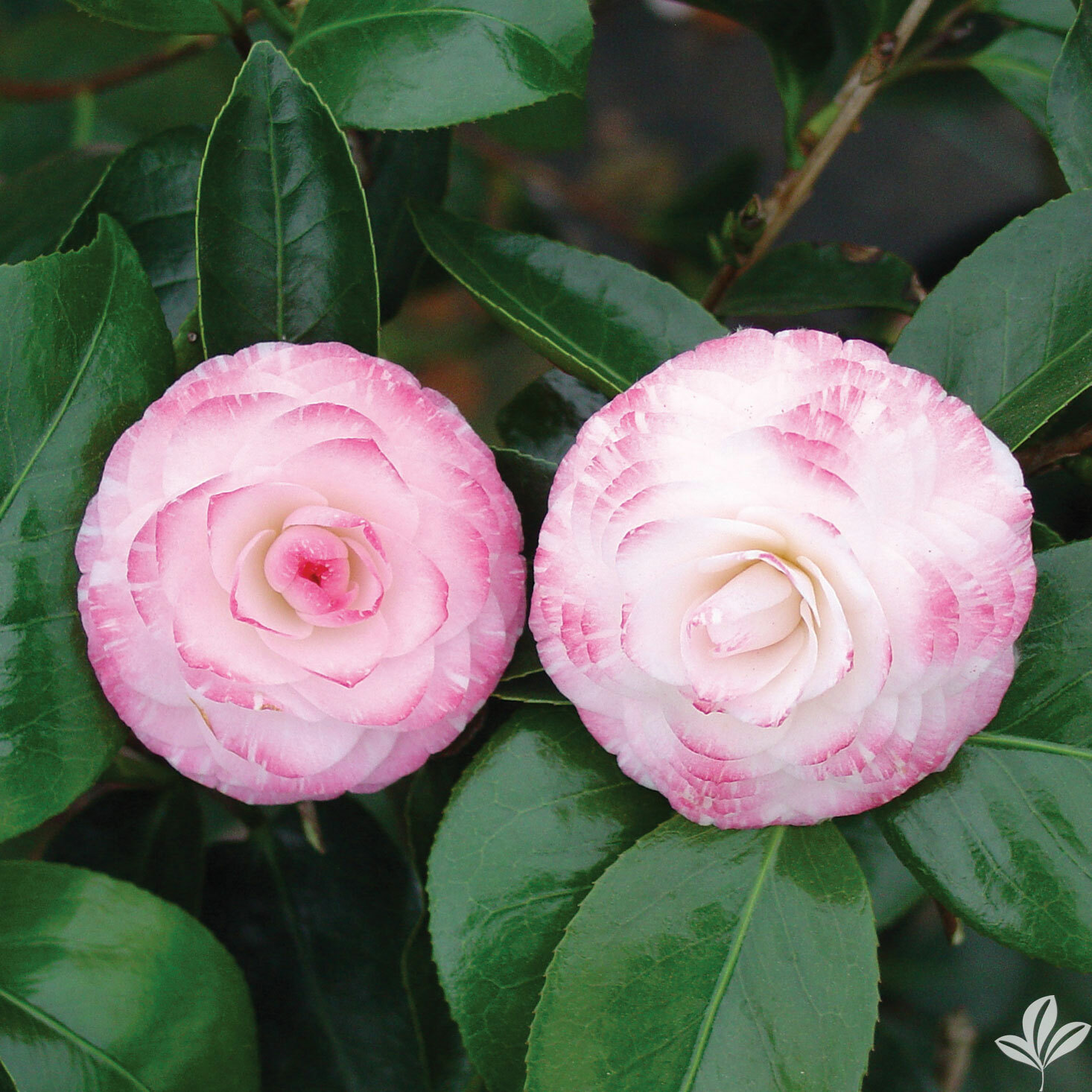*GRACE ALBRITTON*Bicolor Bloom**Camellia Japonica-Live Starter Plant -USA SELLER