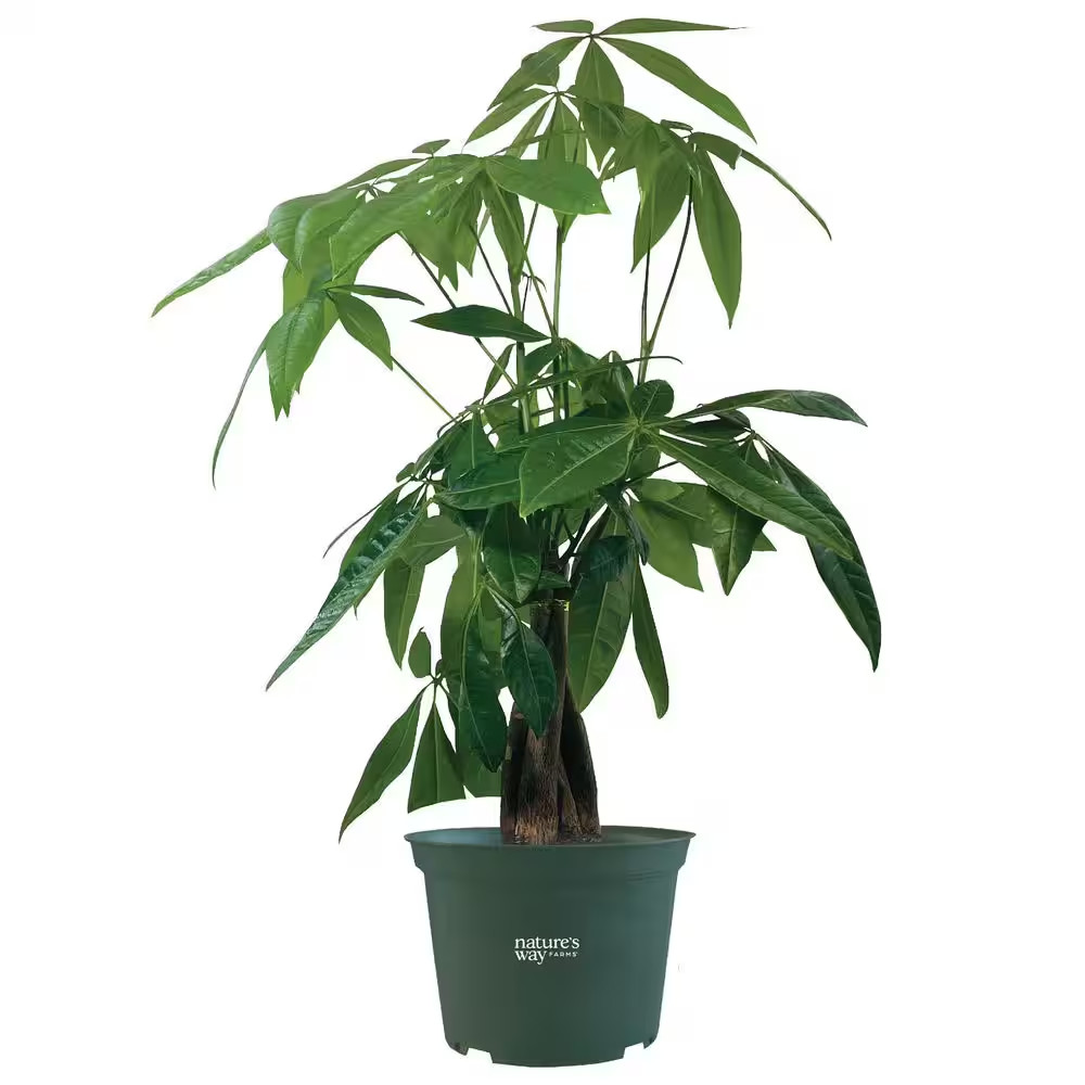 Pachira Money Tree Indoor Live Houseplant (8-15 In. Tall) in Grower Pot