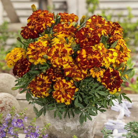French Marigold BOLERO Mix FIERY COLORS Dwarf Beneficial Plant Non-GMO 100 Seeds