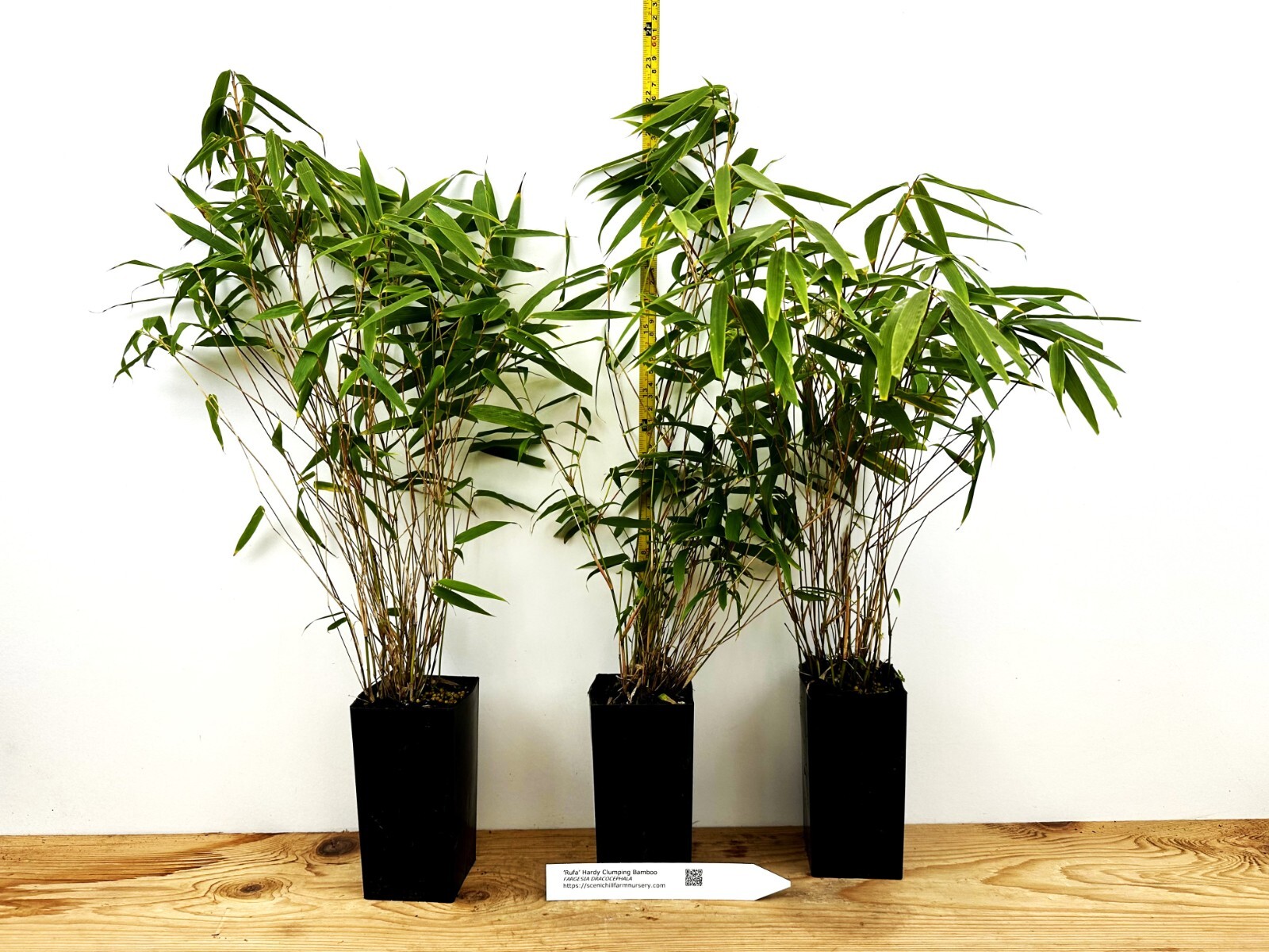 Fargesia dracocephala ‘Rufa’ Clumping Dragon’s Head Bamboo
