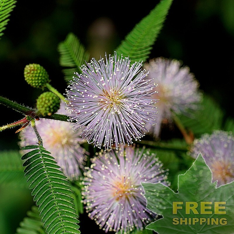 SENSITIVE PLANT Mimosa Pudica – 30 SEEDS. *LESS S&H