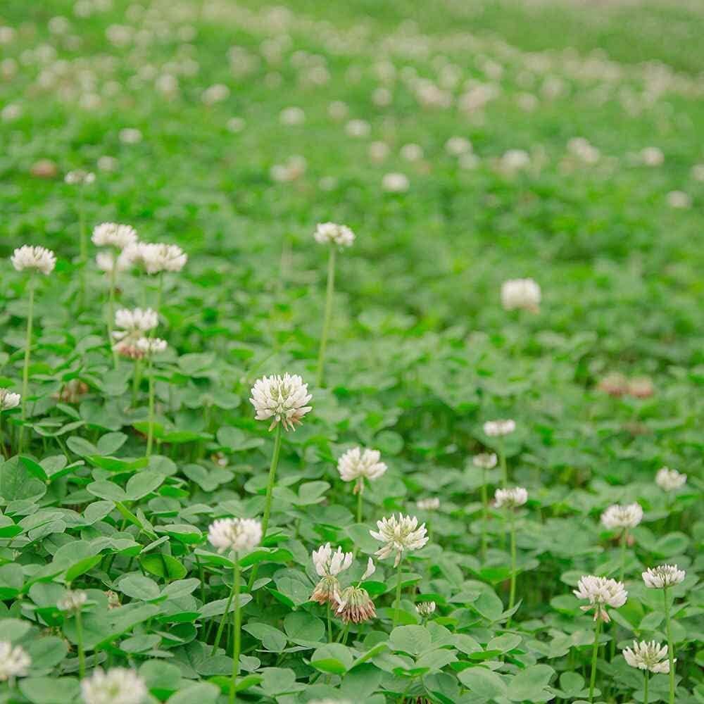 1lb Perennial White Dutch Clover Seed for Erosion Control, Ground Cover, Pasture