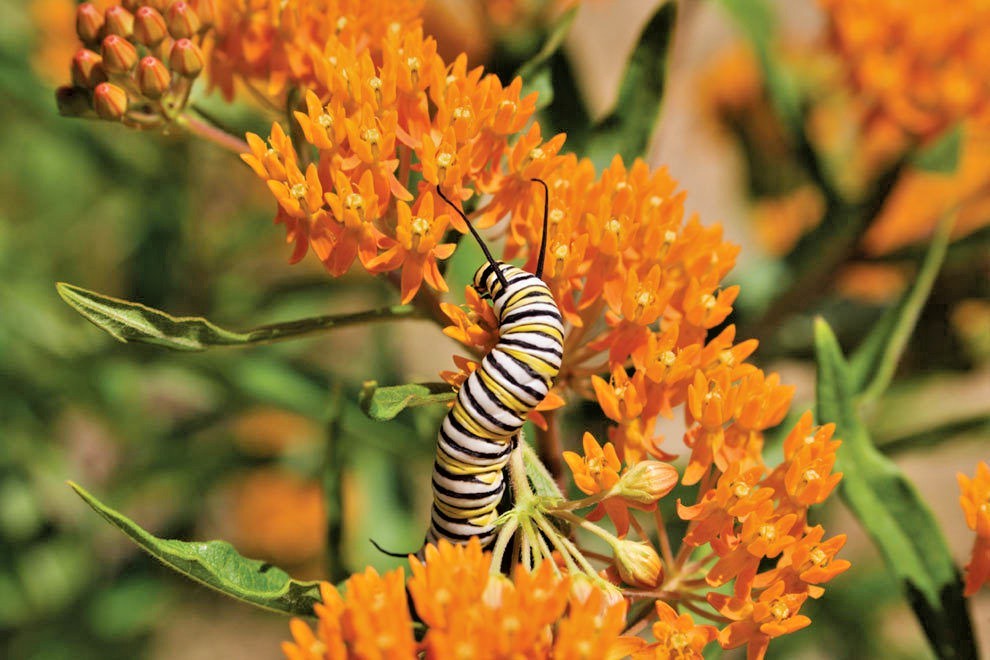 51+ORANGE BUTTERFLY Weed Seeds Native Wildflower Container Garden Heat Cold Easy