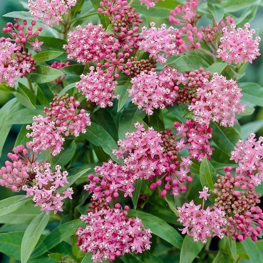 Set 2 Red Milkweed Live Starter Plant – 3-8″ Tall – Swamp Milkweed Plant
