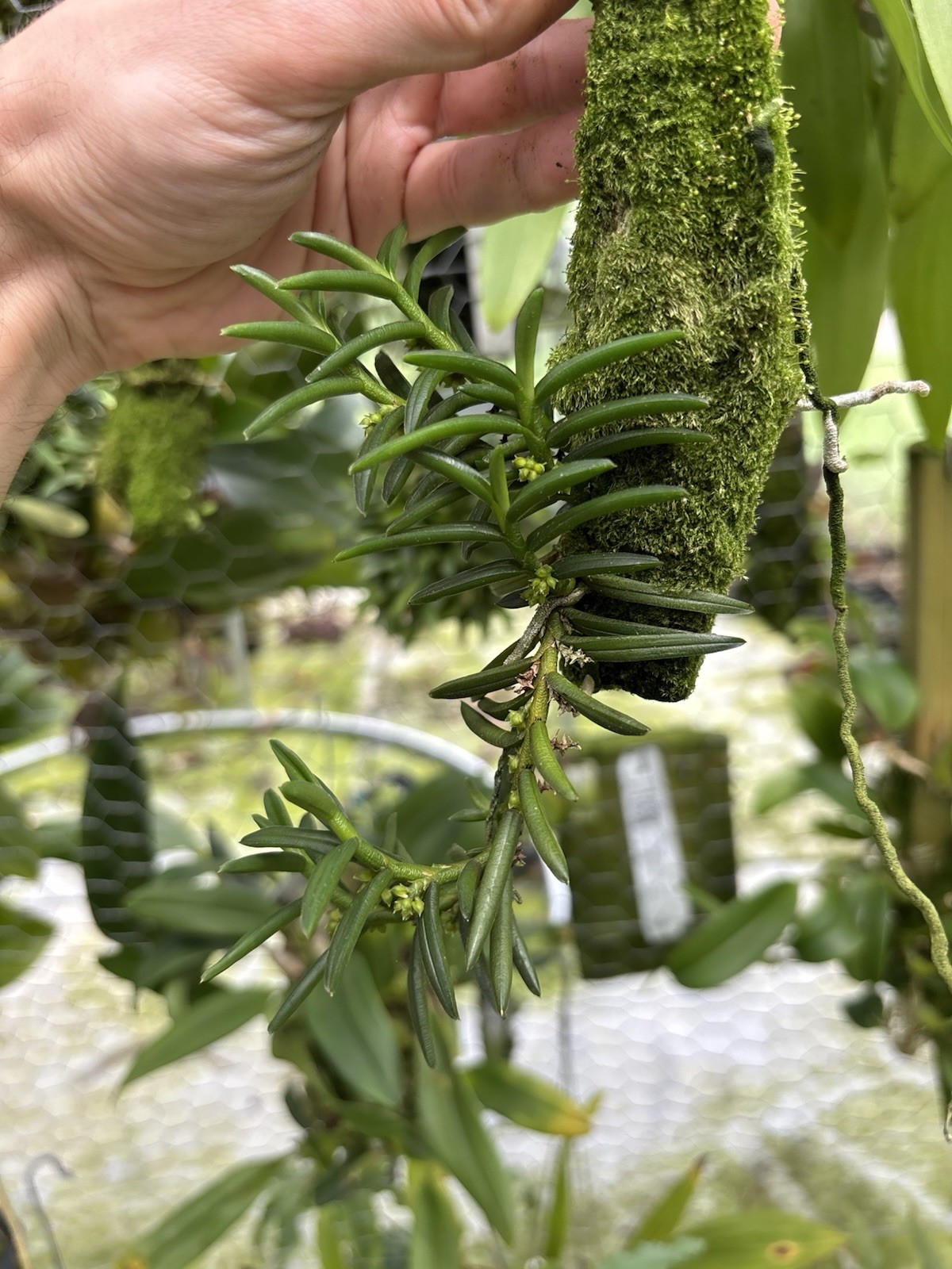 Omoea philippinensis SPECIMEN MANY SPIKES miniature Orchid Species