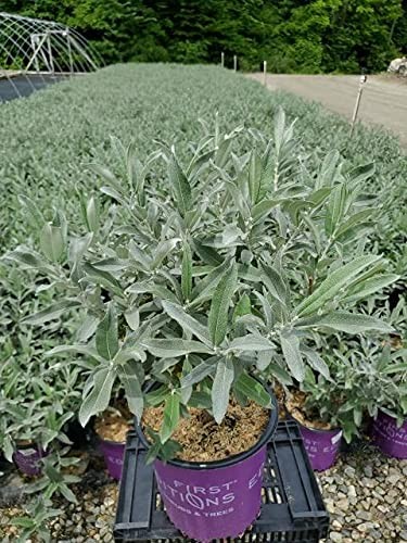 Live Plant From Green Promise Farms Salix Candida Iceberg Alley Sageleaf Willow