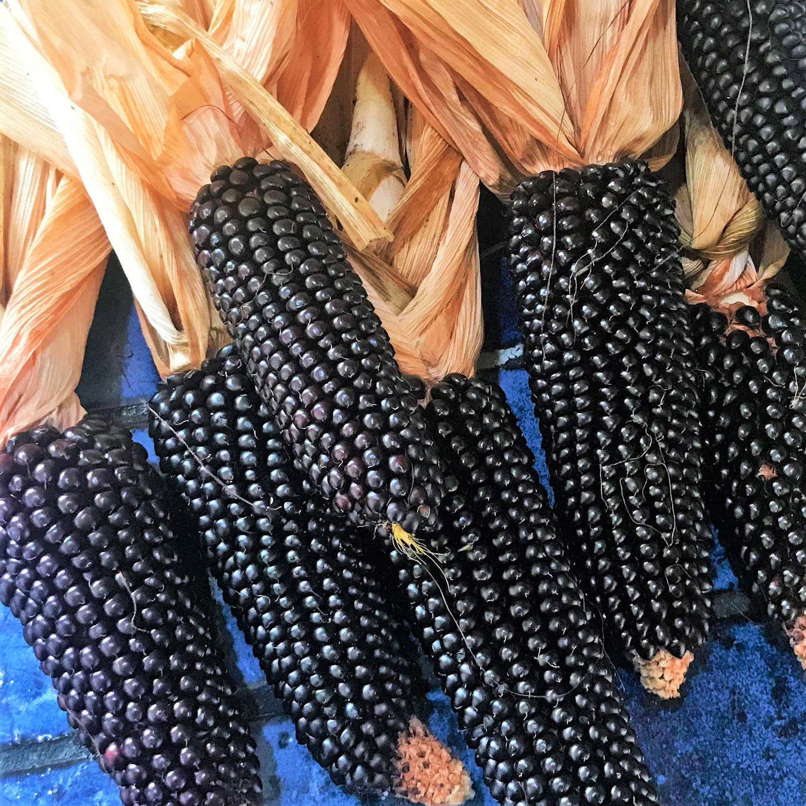 Dakota Black Popcorn Seeds | Popping Purple Blue Ornamental Pop Corn Seeds 2023