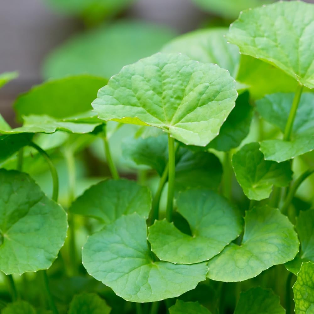 1100 Green Gotu Kola Seeds – Hat Rau Ma – Big Leaf Seed Centella 1100,