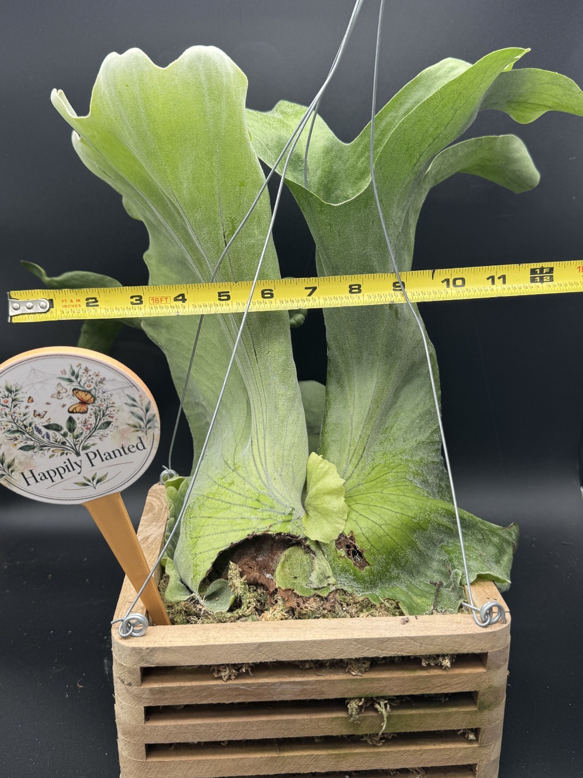 Platycerium Superbum Staghorn – 8″ Vanda Box – Exact Plant – Free Shipping