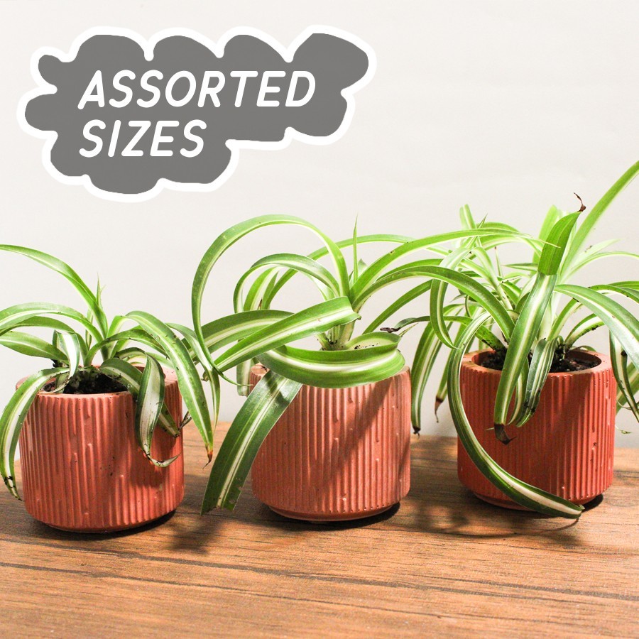 Fully ROOTED Curly Bonnie Spider Plant Cutting: Easy-Grow, ready to repot