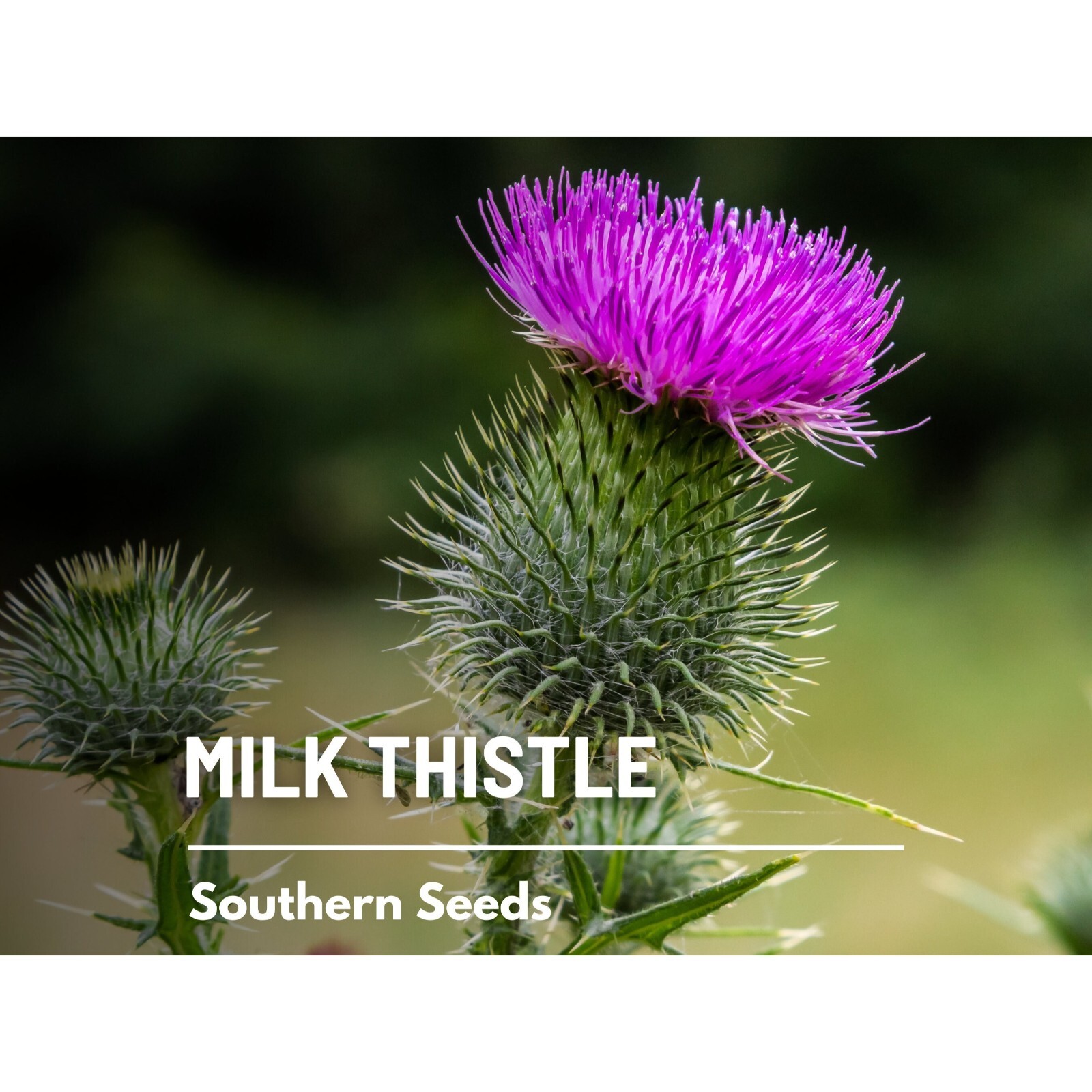 Milk Thistle (Blessed Thistle) – 20 Seeds – Heirloom Medicinal & Culinary Herb,