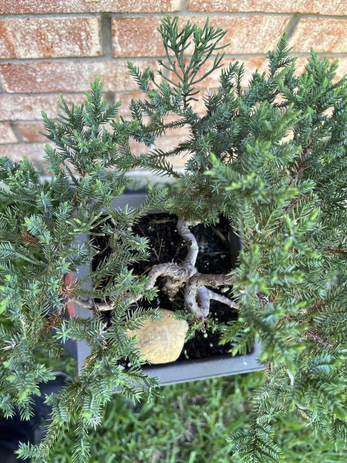 San Jose Juniper Bonsai Thick Twisted Trunk