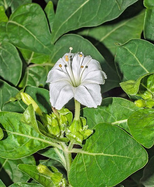 Mirabilis jalapa | White | Four O’Clock | 10 Seeds
