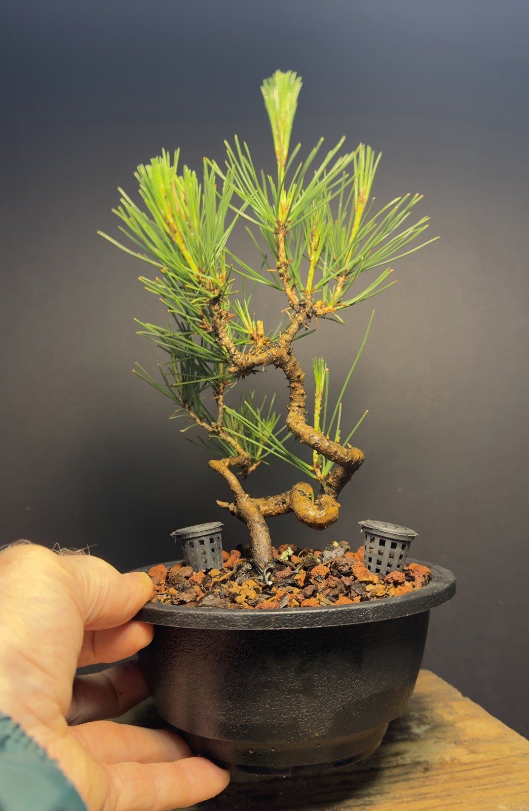 Bonsai Tree Japanese Black Pine Trained “Dragon” Style 11” Tall Plastic Grow Pot