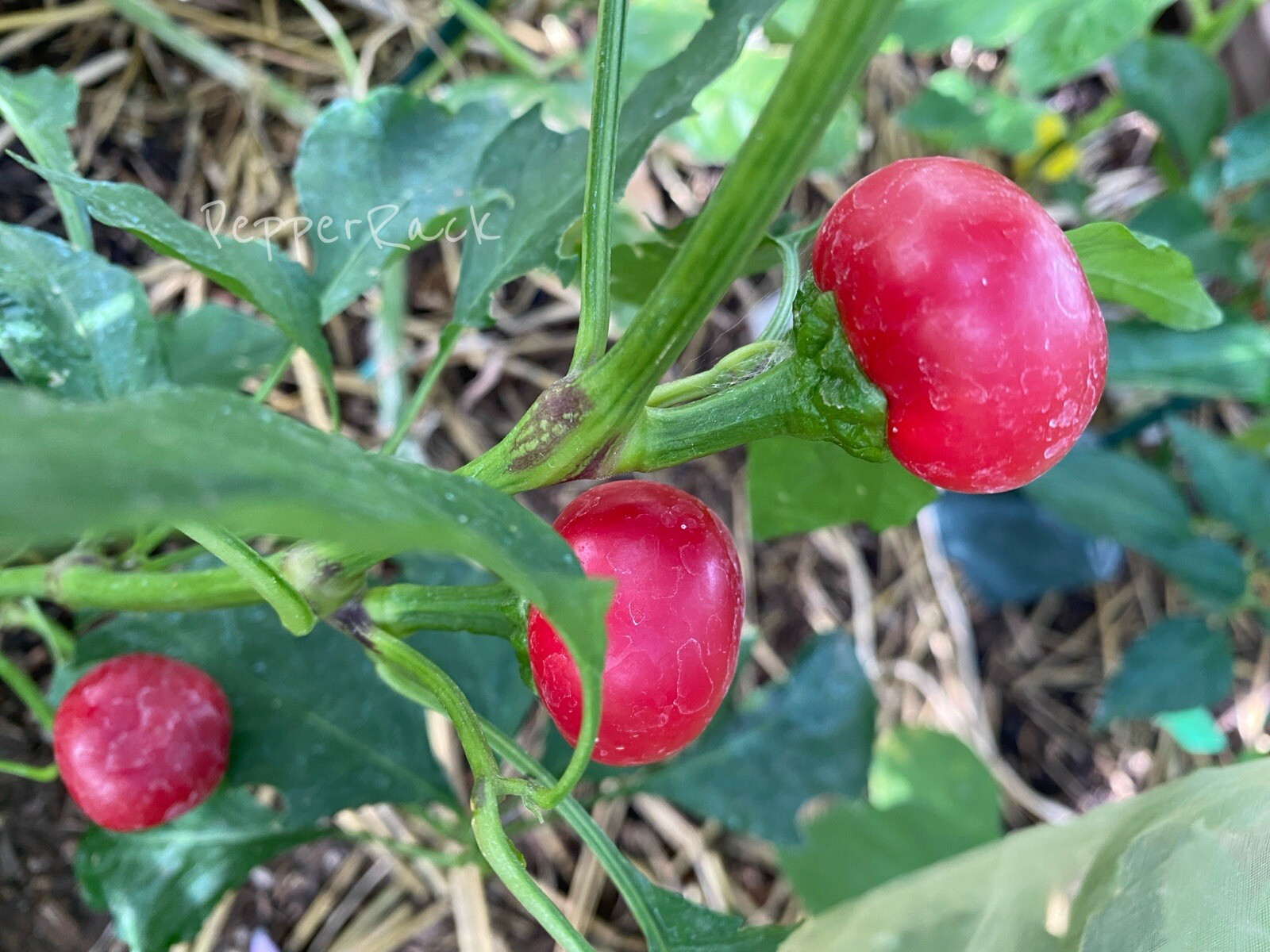 RARE✿ Heirloom Red Cherry Hot Pepper 15 Seeds ●Unique Shape