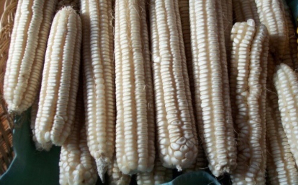 1/2 Pound ( 600 Seeds) Hickory King White Non GMO Heirloom Field Corn Seeds
