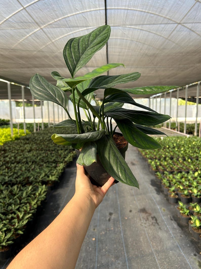Monstera Black Onix | Live Indoor & Outdoor House plant | Home and Office Decor