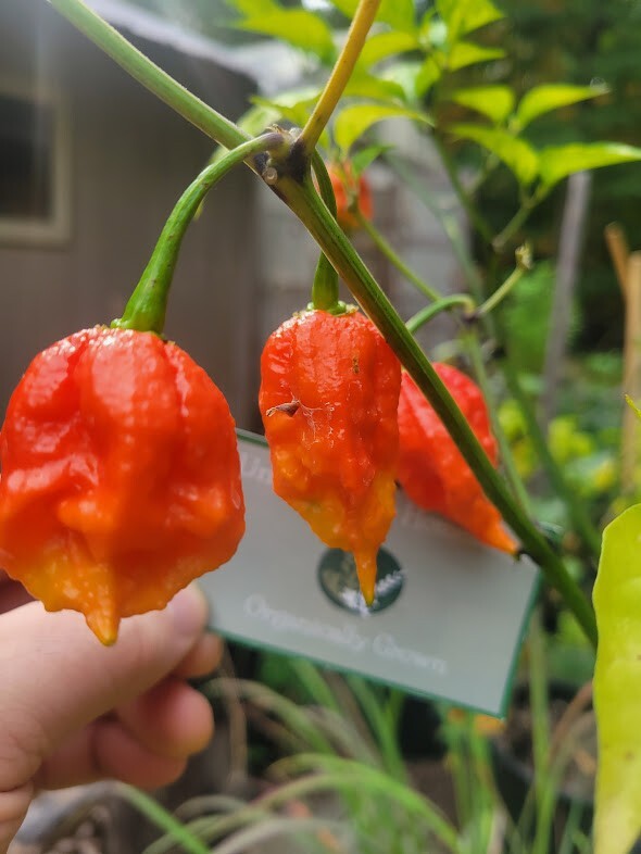 Carolina REAPER Super HOT Pepper Seeds Unique Creek Homestead Certified