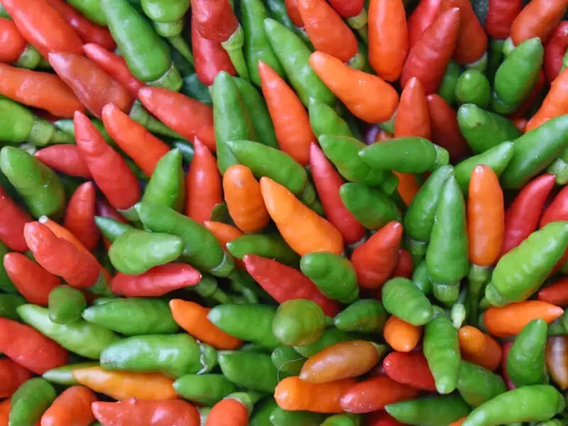 Kanthari Maluka 25-Seeds Indian Red Spicy Birdseye Chili Pepper Organic Grown