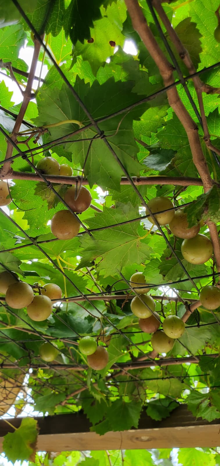 15 planting seeds of Triumph Muscadine grape Bronze Self Fertile 18% sugar sweet