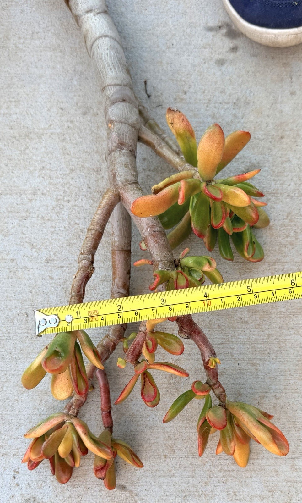 19” tall Crassula variegated ogre shrek Jade Plant Bare Root 1.25 thick stem red