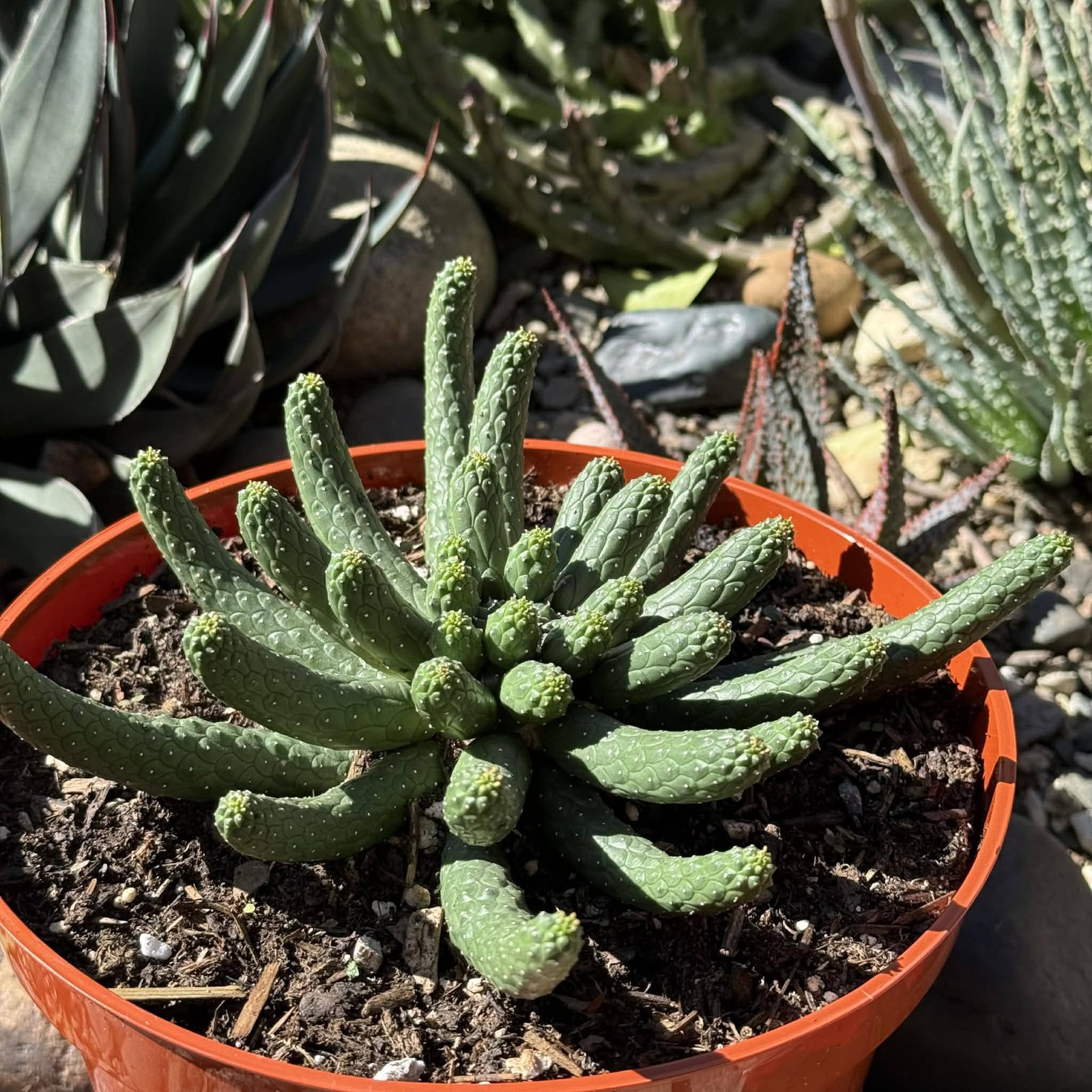 Euphorbia inermis