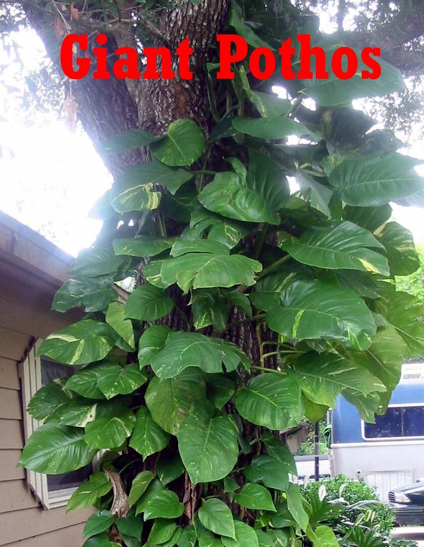 Two Cuttings Climbing Giant Pothos philodendron Money tree PLANTS New Growth