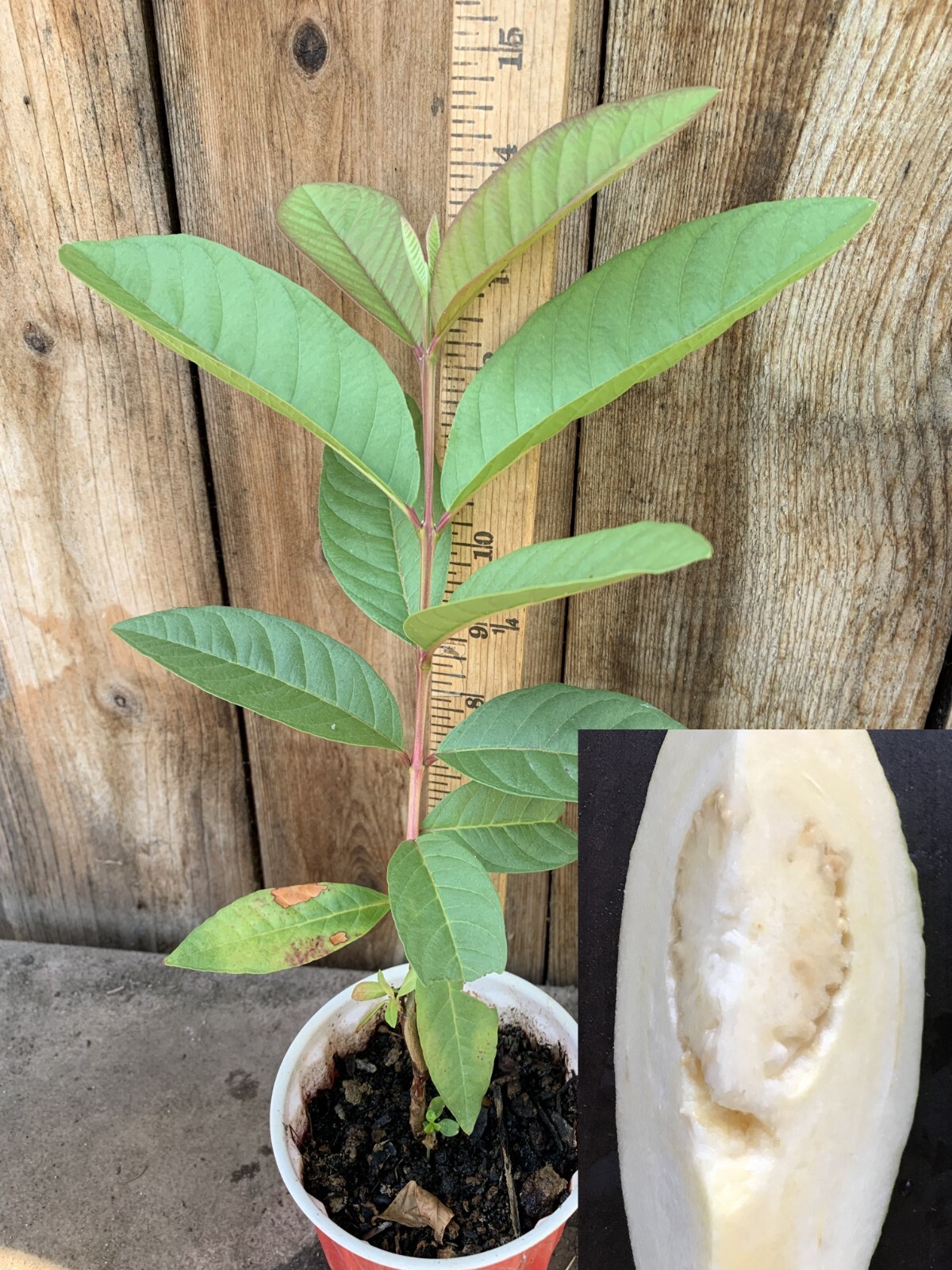 2 Rare Cream White Tropical Guava Fruit Tree Psidium Guajava Tree App 10-14″