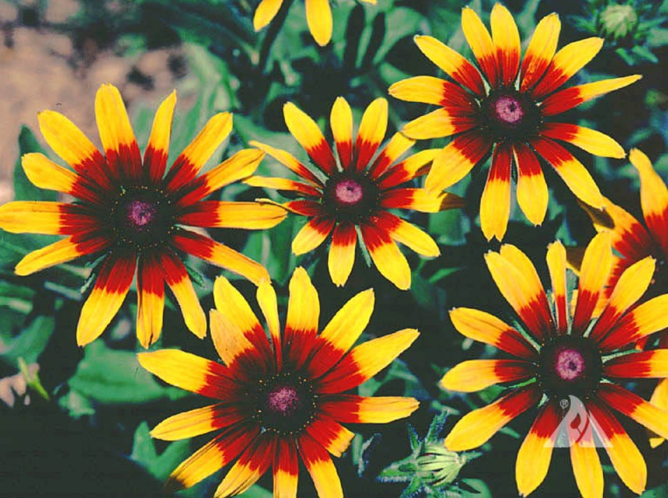 GLORIOSA DAISY Rudbeckia Hirta Heirloom Native Perennial Non-GMO 1000 Seeds!