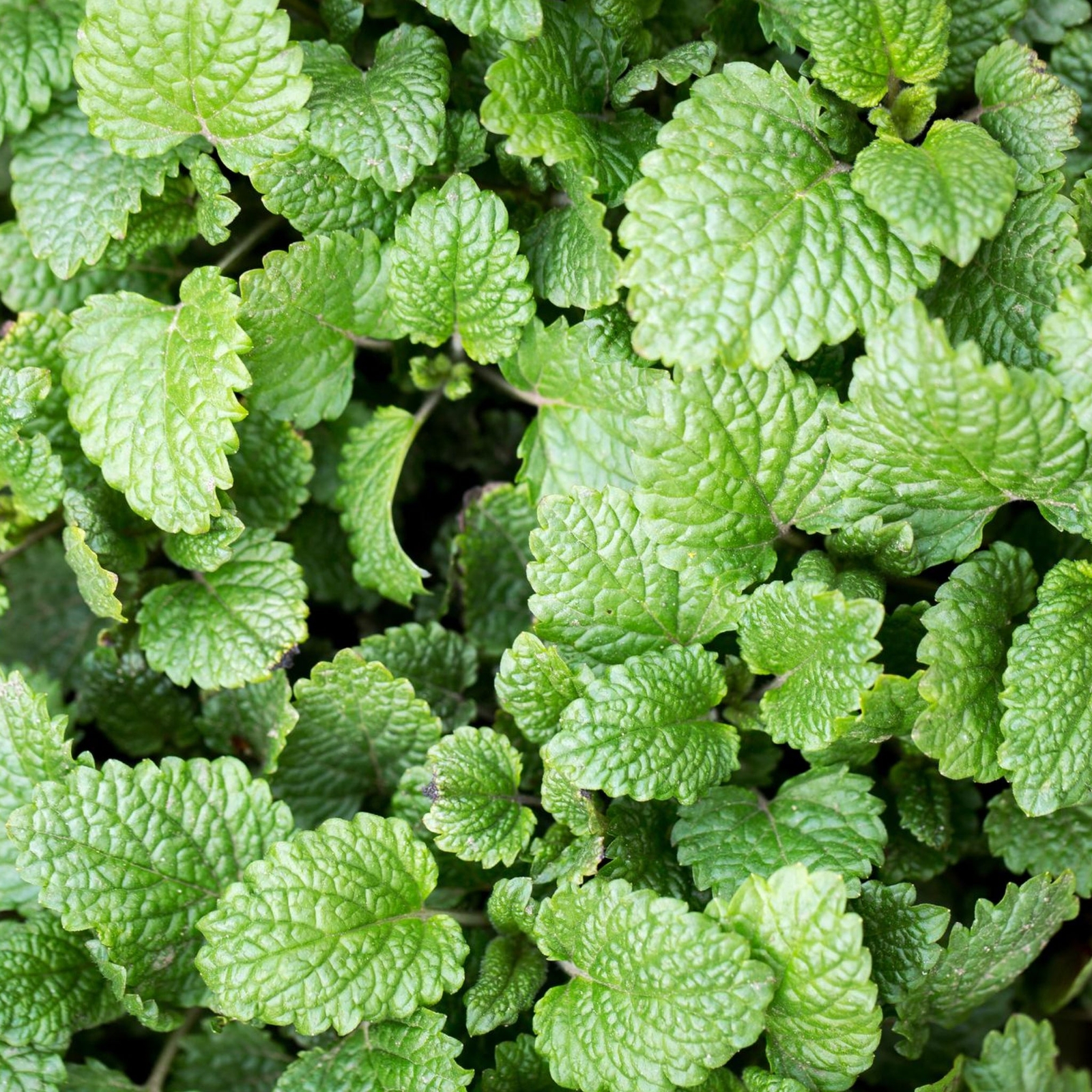 Lemon Balm Seeds – Seeds – Organic – Non Gmo – Heirloom Seeds – Herb Seeds