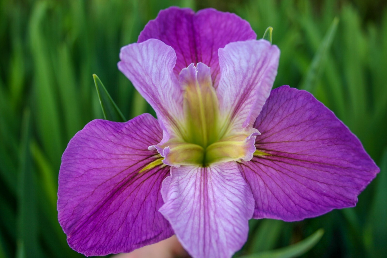 Live Louisiana Iris Colorific Winter Hardy Marginal Aquatic Pond/Bog Plant