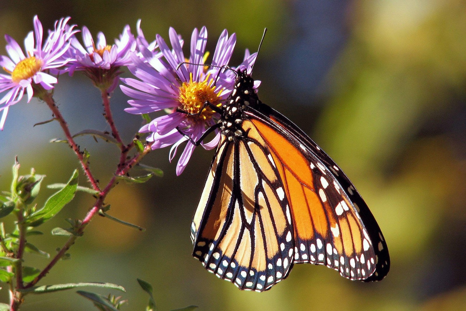 100 Purple NEW ENGLAND ASTER Novae var Angliae Michaelmas Daisy Flower Seeds