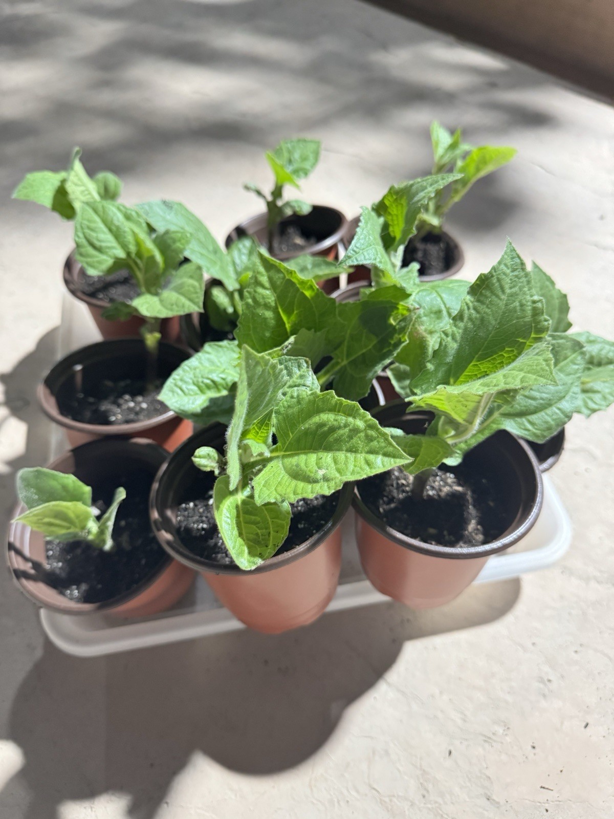 10 Yacon Plant |Established Root System, grown from root crown.
