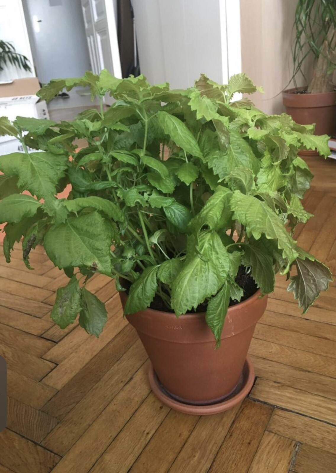 200+Green Shiso Seeds-Perilla/Beefsteak Plant-Korean Basil, NON-GMO-Open Pollina