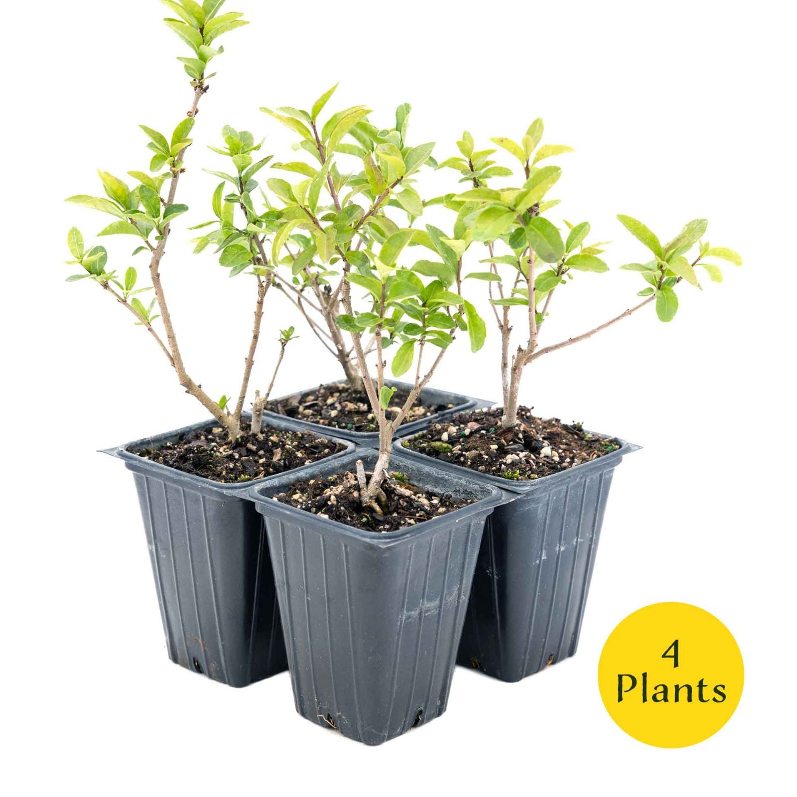 2 Lodense Privet Plants in 3.5″ Cubes, Compact Dwarf Evergreen Shrub (Ligustrum)